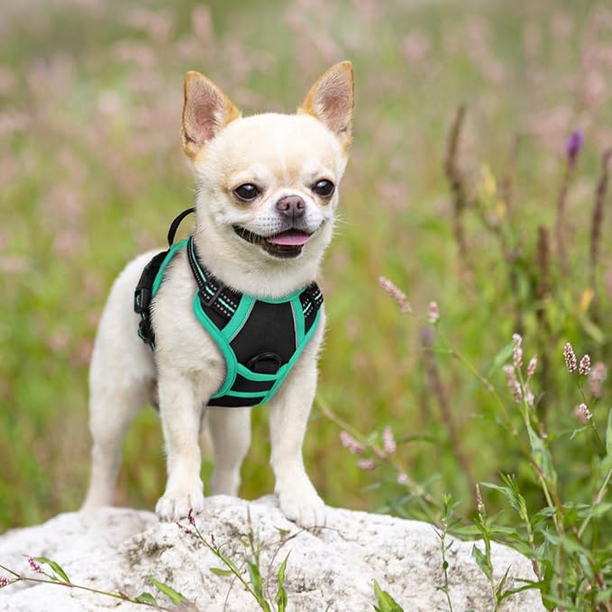 rabbitgoo Dog Harness, No Pull for Small Dogs with 2 Leash Clips, Pet Vest | No Choke with Handle, Adjustable Soft Padded, Reflective, Easy Control for Walking, Black & Turquoise, X-Small