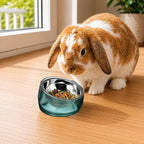 Felli Oblik 15° Tilted Small Animal Bowls for Pet Food & Water 6 oz Stainless Steel Dish Removable, Slanted Metal Plate Feeder for Kitten Puppy Rabbit Bunny Guinchilla Pig (0.75 Cups, Classic)