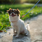 Mile High Life Thin Small Dog Leash with Genuine Leather Connection | Rope Leash, Heavy Duty 360° Swivel Metal Clasp, for Small Medium & Large Dogs (Blue White, 60 Inch)