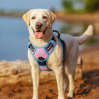 rabbitgoo Dog Harness, No Pull for Large Dogs with 2 Leash Clips, Pet Vest | No Choke with Handle, Adjustable Soft Padded, Reflective, Easy Control for Walking, Pink & Blue, Large