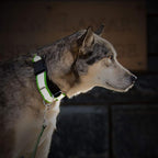 If It Barks - 1.5" Reflective Martingale Collar with Quick Snap Buckle for Dogs - Adjustable - Made in USA - Strong, Durable, and Comfy - Ideal for Training - Fits Most Breeds - Medium, Red