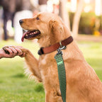Hi Kiss Dog/Puppy Obedience Recall Training Agility Lead - 15ft 20ft 30ft 50ft 100ft Training Leash - Great for Training, Play, Camping, or Backyard(30ft,Black_Green)