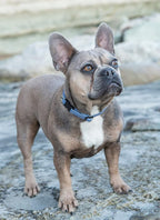 LupinePet Eco 1/2" Mountain Lake 8-12" Adjustable Collar for Small Dogs