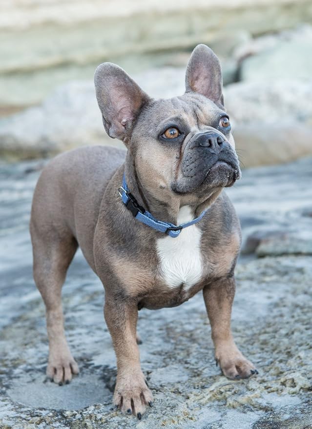LupinePet Eco 1/2" Mountain Lake 8-12" Adjustable Collar for Small Dogs