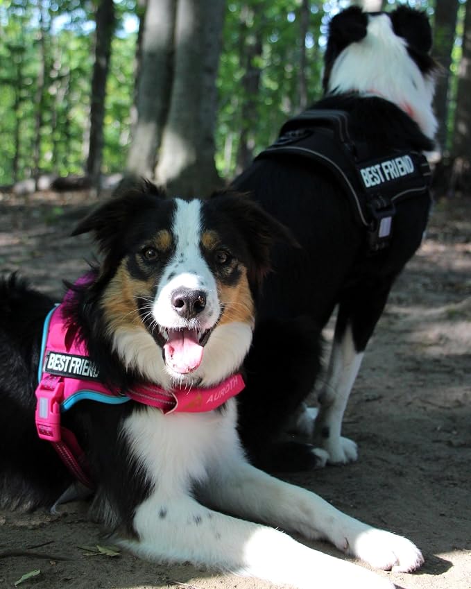 AUROTH Dog Harness and Leash Set, Soft Padded Service Dog Vest with 5.25FT Dog Leash, No Choke, Easy On Pet Vest, Adjustable Reflective No Pull Pet Vest Medium Sized Dog, Easy Walking and Training