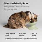 Raised Cat Food Bowl, Tilted Bowl for Cats, Dogs, 12 oz, Seafoam
