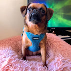 Best Pet Supplies Voyager Adjustable Step-in Flex Breathable Mesh Dog Harness for Small Medium Large Dogs Leash Set (Turquoise), XL