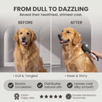 Round Bristle Pet Brush for Dogs and Cats - Soft Dog Brush for Grooming Short or Long Hair - Gentle Tool for Sensitive Skin Removes Dander, Dirt, and Detangles (Black)