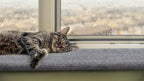 Purrched Cat Window Perch (29 Inch)