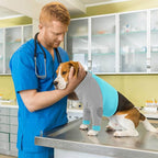 Lelepet Dog Recovery Sleeve for Wounds Front Legs, Stop Licking Dog Shirt | Elbow Protector for Leg Injuries Shoulder Wounds After Surgery Male Female,Zippered Long-Sleeved Shirt Cone Alternative S-3XL