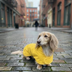 Dachshund Raincoat - Waterproof & Windproof Dog Jacket for Long Weiner Dogs, Adjustable Fit, Harness Hole - Yellow, Medium