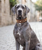 Genuine Leather Dog Collar 2.2 in Wide for Large Dogs Heavy Duty, BN-GD-S | Handcrafted,Stainless Steel Buckle and Alloy Studded,Soft Padded,Fashionable Daily Wear for Large Giant Breed,16.5-20.5 in