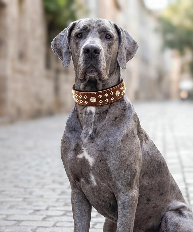 Genuine Leather Dog Collar 2.2 in Wide for Large Dogs Heavy Duty, BN-GD-S | Handcrafted,Stainless Steel Buckle and Alloy Studded,Soft Padded,Fashionable Daily Wear for Large Giant Breed,16.5-20.5 in