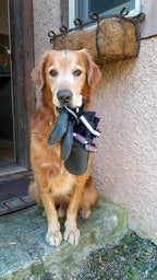 All Weather Neoprene Paw Protector Dog Boots with Reflective Straps in 5 Sizes! (Black Medium)