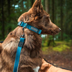 Wilderdog Waterproof Dog Collar - Repels Water & Dirt - Small 11"-15" - Pacific Blue