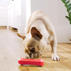 Playology Dog Toys | Squeaky Chew Stick for Dogs | Beef Scented Medium Fetch Toy | Squeaky Dog Chew Toy