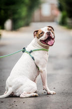 Harness Lead No Pull Dog Harness and Leash Set, Anti Pull Dog Harness, One-Piece Cushioned Rope Safely Prevents Escaping and Pulling (Medium/Large, Peacock/Blue/Lime)