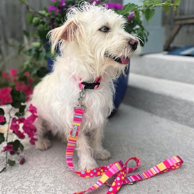 Lucky Love Dog - Easy Click Buckle Dog Collar with Leash Set Combo, Durable & Comfortable for Male & Female Dogs, Pet Collar for Small Dogs, Secure Fit - Molly Combo, Extra Small