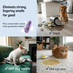 Sunny & Honey Pet Stain and Odor Remover Spray for Carpets, 32floz Lavender | USA Made - Enzyme Cleaner for Dog Urine & Poop - Eliminates Set In Stains - Color Safe - For Rugs, Furniture & Car Seats