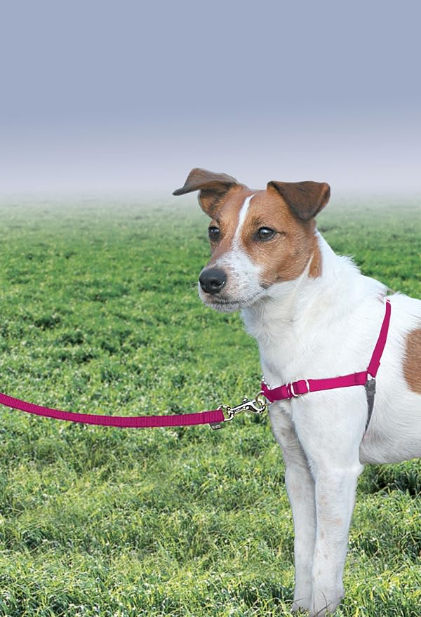 PetSafe Easy Walk No-Pull Dog Harness - The Ultimate Harness to Help Stop Pulling - Take Control & Teach Better Leash Manners - Helps Prevent Pets Pulling on Walks - Small/Medium, Raspberry/Gray