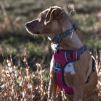 Embark Adventure Large Dog Harness – No-Pull, Reflective Trim, Military-Grade Nylon, Front Clip with Gel-Lined Handle