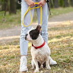 Dogline Biothane Waterproof Dog Leash Strong Coated Nylon Webbing with Black Hardware Odor-Proof Easy to Clean High Performance for Small or Large Dogs Made in USA 4 or 6 ft Lead, Lemon Yellow