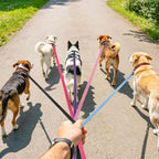 BEAUTYZOO Dog Leash 6 Pack, 5FT Pet Leash with Reflective Thread, Soft Padded Handle Thick Lead Leashes for Large Medium Dogs Small Puppy