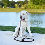 Dogline Biothane Waterproof Dog Leash Strong Coated Nylon Webbing with Black Hardware Odor-Proof Easy to Clean High Performance for Small or Large Dogs Made in USA 2 ft Lead, Black