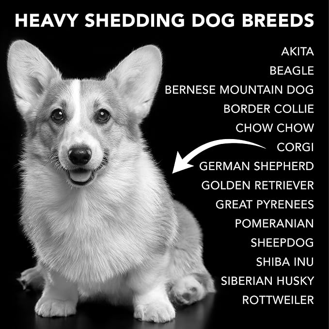 Pride and Groom The Shedder Box Set – Deshedding Dog Shampoo & Conditioner with All Natural Blend of Essential Oils & Ingredients to Moisturize & Untangle Curly and Wavy Coats – 32oz