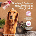 Douxo S3 Calm Itch Soothing Mousse for Dogs & Cats | Helps Support Itchy, Irritated or Allergic Skin, Soothing Dog Skin Allergies - Itch Relief for Dogs, 5 fl oz