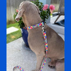 Lucky Love Dog - Easy Click Buckle Dog Collar with Leash Set Combo, Durable & Comfortable for Male & Female Dogs, Pet Collar for Small Dogs, Secure Fit - Hana Combo, Small