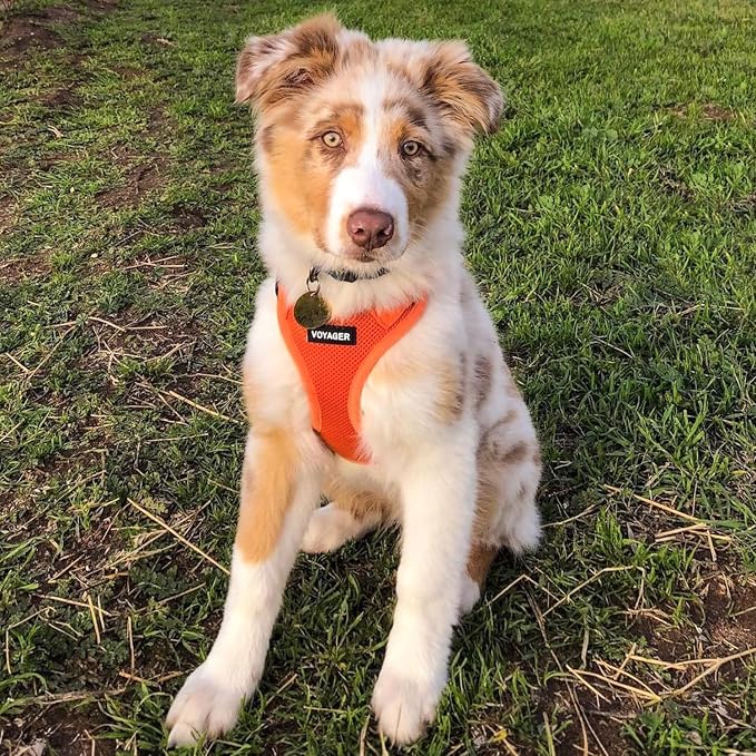 Best Pet Supplies Voyager Step-in Air All Weather Mesh Harness and Reflective Dog 5ft Leash Combo with Neoprene Handle, for Small, Medium and Large Breed Puppies - Orange, Medium