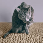 CatGuru Cat Litter Mat, Medium, Extra Large, XXL, Super Absorbent and Waterproof Litter Box Mat for Cats, Non Slip Trapping Mats, Machine Washable Kitty Trapping Pad, Cat Stuff (XL, Sand/Heavy-Duty)