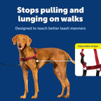 PetSafe Easy Walk No-Pull Dog Harness - Ultimate Harness to Help Stop Pulling - Pull-Free Walks - Take Control & Teach Better Leash Manners - Patented Martingale Loop Design - Deep Purple,Medium/Large