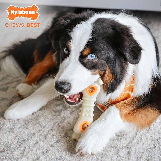 Nylabone Power Chew Knuckle Bone & Pop-In Dog Treat Toy, Large | Chicken flavor, includes 6 natural treats, dog enrichment, interactive dog toys to keep them busy, for dogs up to 50 lbs