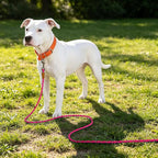 lynxking Long Dog Leash Reflective 15ft 30ft 50ft Check Cord Training Lead Padded Handle Heavy Duty Rope for Puppy Small Medium Large Dogs (Pink, 30ft x 3/8inch)
