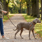 Mile High Life Dog Leash Braided Cotton Rope w/Leather-Wrapped Ends/Handle | Rust-proof 360° swivel clasp, Heavy-duty for medium/large breeds. Great for weddings, daily walks (4 FT, 1/2", Camel)