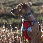 Embark Adventure Large Dog Harness – No-Pull, Reflective Trim, Military-Grade Nylon, Front Clip with Gel-Lined Handle