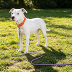 lynxking Long Dog Leash Reflective 15ft 30ft 50ft Check Cord Training Lead Padded Handle Heavy Duty Rope for Puppy Small Medium Large Dogs (Light Purple, 50ft x 3/8inch)