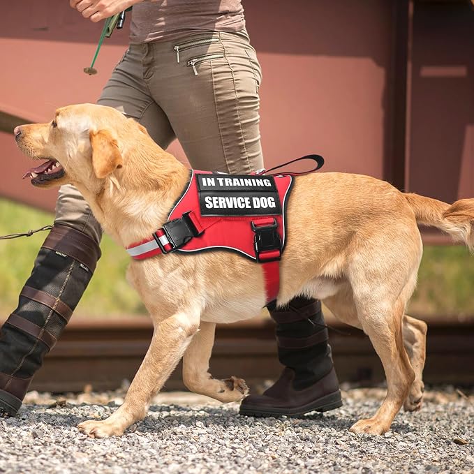 Service Dog Vest Harness and Leash Set+10 Patches,No Pull&Adjustable Reflective Dog Harness with Soft Padded Handle for Training/Everyday,Fit Small/Medium/Large/Extra-Large Dogs (Red S) | Adjustable Reflective Service Dog Harness Small Sized,Dog Leash ...