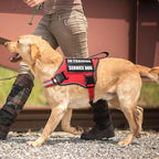 Service Dog Vest Harness and Leash Set+10 Patches,No Pull&Adjustable Reflective Dog Harness with Soft Padded Handle for Training/Everyday,Fit Small/Medium/Large/Extra-Large Dogs(Red M) | Adjustable Reflective Service Dog Harness Medium Sized,Dog Leash ...