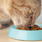 CatGuru Cat Bowls, Whisker Friendly Food Bowl for Indoor Cats, Reliefs Whisker Fatigue, Wide Kitten Dish, Non Slip Pet Dishes, Shallow Pet Plates (Aruba, (Pack of 2))