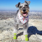 QUMY Dog Shoes for Small Dogs Hot Pavement Puppy Dog Boots & Paw Protectors | Small Medium Dog Summer Shoes, Soft Anti-Slip Rubber Sole, Mesh Breathable Dog Booties for Hardfloors, Walking Running