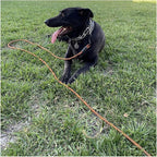 BTINESFUL Tie-Out Check Cord Long Rope Dog Leash, 8ft 12ft 20ft 30ft 50ft Recall Training Lead Leash- Great for Large Medium Small Dogs Training, Playing, Camping, or Backyard (20ft, Orange Black)