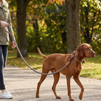 Mile High Life Dog Leash Braided Cotton Rope with Leather-Reinforced Ends | Rust-proof 360° swivel clasp, Heavy-duty for medium/large breeds. Great for weddings, daily walks (5 FT, 1/2", Camel)