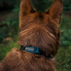 Wilderdog Waterproof Dog Collar - Repels Water & Dirt - Small 11"-15" - Pacific Blue