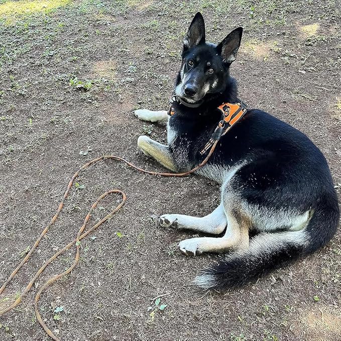 BTINESFUL Dog Tie Out Long Tether Rope Dog Lead for Yard 8/12/20/30/50/75ft | Check Cord Training Dog Line for Large Medium Small Dogs Outdoor Playing, Camping, or Backyard (12ft, Orange Black)