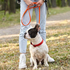 Dogline Biothane Waterproof Dog Leash Strong Coated Nylon Webbing with Black Hardware Odor-Proof Easy to Clean High Performance for Small or Large Dogs Made in USA 4 or 6 ft Lead, Hunter Orange