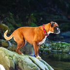 EzyDog Double Up Dog Collar, Strong Double D-Rings - X-Large, Pink | Dual D-Rings for Superior Strength, Safety, and Comfort, Soft Touch Nylon Webbing, Reflective Stitching, Id Attachement Point