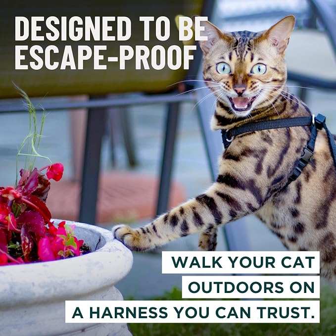 Houdini™ Escape Proof Kitten Harness and Leash (Orange, S) | Adjustable walking vest with 6ft lead, breathable mesh, snug secure fit, light and gentle for first outdoor adventures